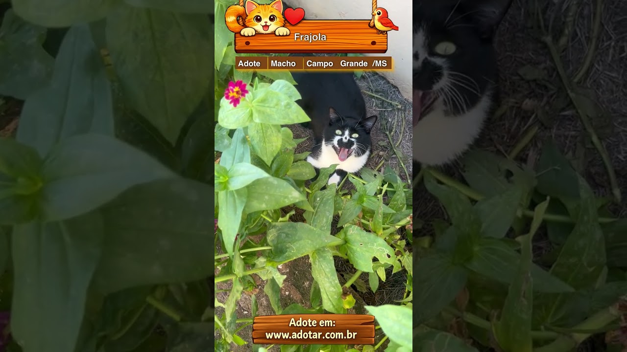 Gato raça SRD-ViraLata idade 2 anos nome Frajola