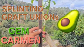 SPLINTING AVOCADO GRAFT UNIONS ON A CARMEM HASS & GEM MULTI-GRAFT