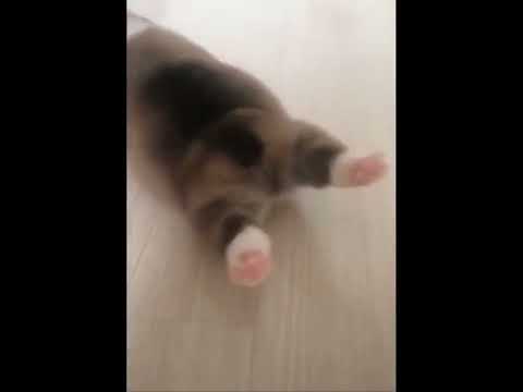 funniest animal videos of 2022 - funny golden retriever dogs and cutest golden puppies  V.18207 #fu