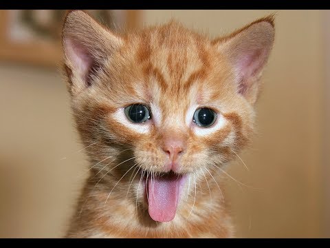 CATS will make you LAUGH YOUR HEAD OFF - Funny CAT compilation