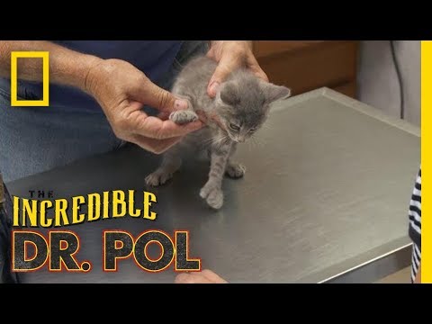 This Kitten Has Mittens | The Incredible Dr. Pol