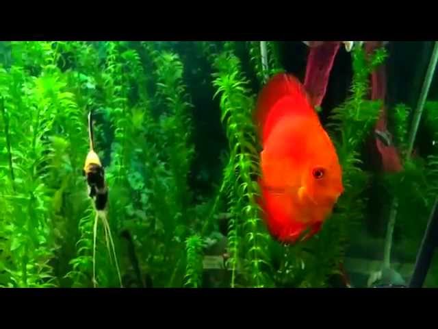 Discus Fish Tank Setup