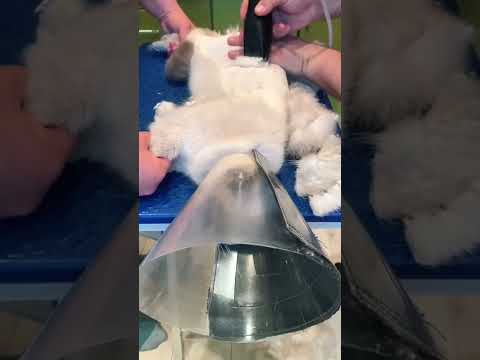 Playful Kitten Bite Owner and Get Punishment | Tiktok Cat Video