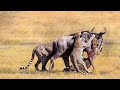 Cheetah Attack Wildebeest Success