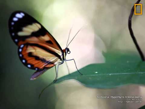 Natureza video
