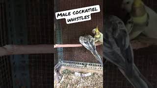 Download lagu Male cockatiel sounds whistling to impress female cockatiel #shorts mp3 Download lagu Male cockatiel sounds whistling to impress female cockatiel #shorts mp3