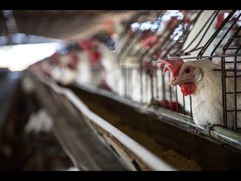 download lagu mp3 mp4 Barn Hens Facts, download lagu Barn Hens Facts gratis, unduh video klip Barn Hens Facts