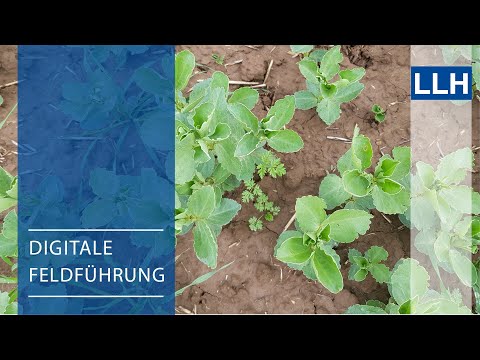 Digitale Feldführung: Leguminosen - Herbiziderfolg von Einzelprodukten und Tankmischungen
