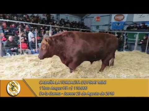 23-08-18 Venta de Toros P.P. - Cabaña La Torcacita - De la Garma.