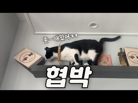 안 놀아준다고 아빠물건 하나하나 떨어트리는 무법 고양이