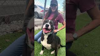 Video preview image #1 Border Collie-Unknown Mix Puppy For Sale in Pasadena, CA, USA