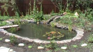 preview picture of video 'KOI Pond Fish Feeding & Water Lily Nymphaea sp. Attraction'