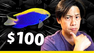 I bought a $100+ Damselfish... 🤑 (Starcki Damsel)