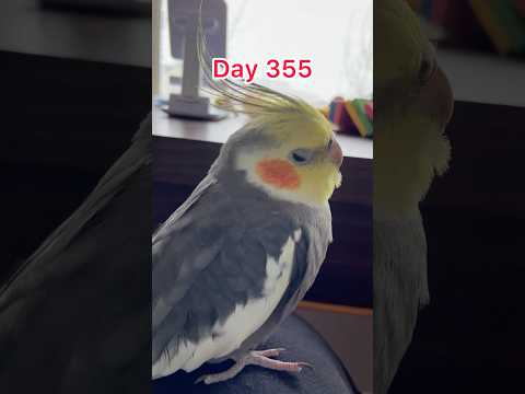 Day 355 - Parrot Life - This is Cookie