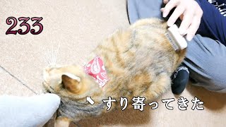 ちょこ宗成長日記233　3月16日。