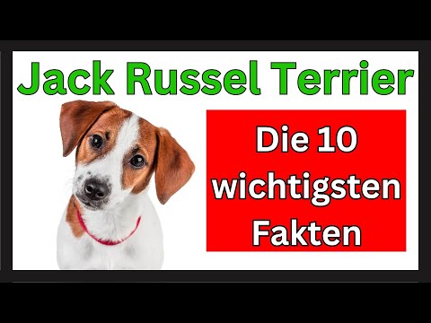 Jack Russell Terrier 🐶 The 10 most important facts about this dog breed