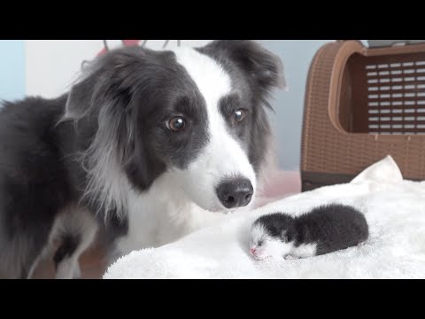 생후 1일차 아기 고양이를 만난 보더콜리