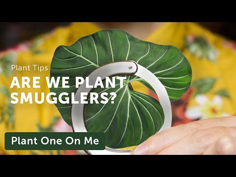 Are We All SMUGGLING RARE PLANTS? — Ep. 237