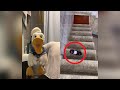 Donald Ducc FUNNIEST TikToks 30 MINUTES DONT LAUGH CHALLENGE
