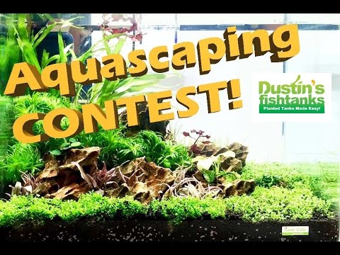 Planted Aquarium Design- Aquascaping Contest New York 2017