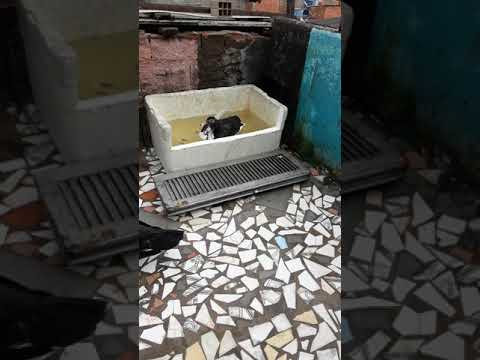 Meu pato tomando banho numa banheira maior