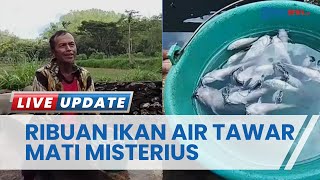 Misterius! Ribuan Ikan Air Tawan Mati Mendadak, Sempat Dikonsumsi Warga Pacitan untuk Buka Puasa