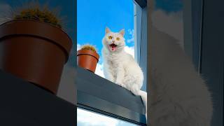 I'M SHOCKED BY THIS 😳😳😳  #funny #cat
