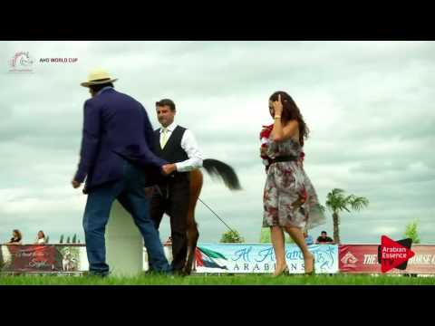 1st  PLACE N.14 ARSENIA OS - Chantilly 2017 World Cup - Yearling Fillies Championship (Class 11)