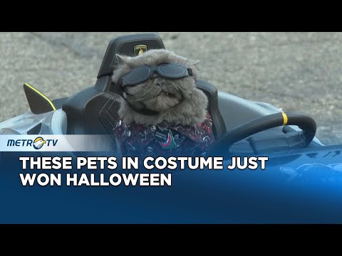 This Halloween Pet Parade in Michigan Is Cuteness Overload - YouTube