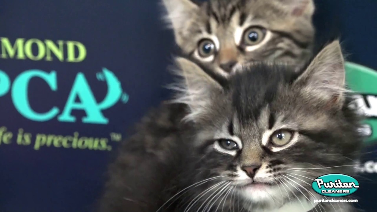 Puritan Cleaners Free Pants Wednesday 2017