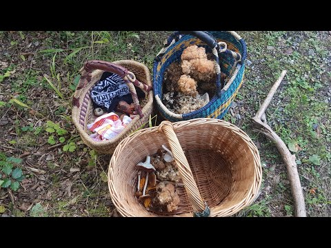 Der Bayern Sondler Teil 172 - Erste schöne Pilzsuche des Jahres mit Harry und Woife