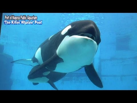 Port of NAGOYA Public Aquarium Series: The Killer Whales' Pool　(英語版 名古屋港水族館シリーズ・シャチプール)