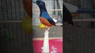 Download lagu Pancingan murai batu seketika bunyi#pancinganmuraibunyi#Shorts mp3 Download lagu Pancingan murai batu seketika bunyi#pancinganmuraibunyi#Shorts mp3