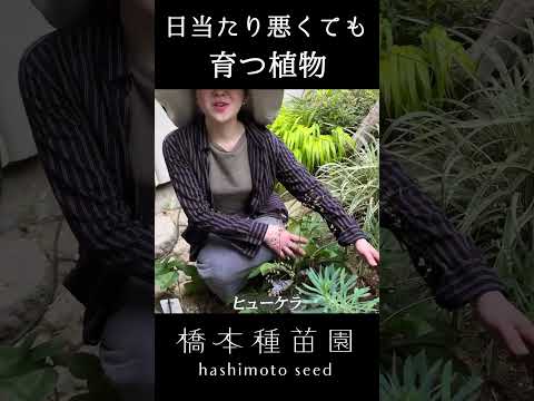 日陰にある吊り下げ植物はどれですか？日の当たらない庭やバルコニーに最適な7種  庭園