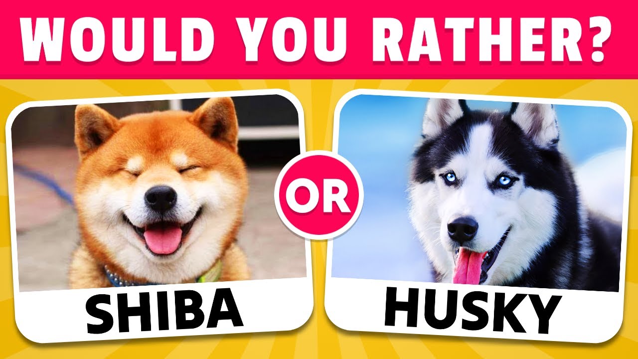 Would You Rather...? DOGS Edition 🐶