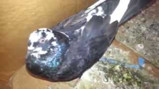 Newcastle disease Transmission,Prevention,Symptoms