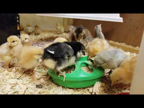 New Country Organics starter feed for baby chicks. Soy free and organic