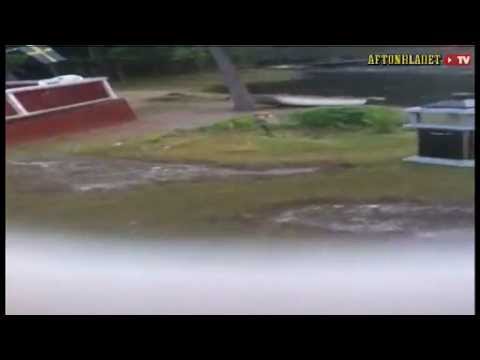 Ola skulle pissa - då kom björnen (Bear attack in Sweden)