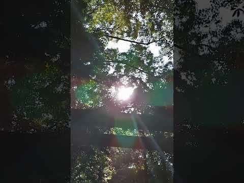 Sacred Light above the Torii at Ise Jingu Geku - YouTube Short