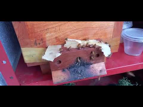 Colônias de Abelhas Sem Ferrão criadas em apartamento..