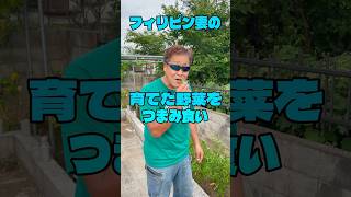収穫前なのに食べちゃった!フィリピン妻の野菜を狙う男【フィリピン妻の家庭菜園】