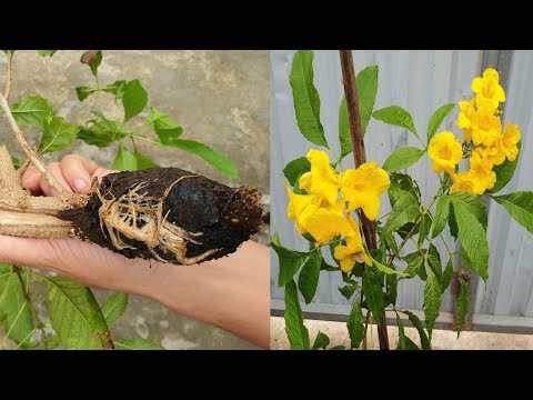 Cách chiết cây mới bằng rễ bèo | How to extract branches from many roots