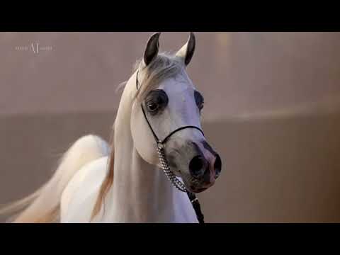 ⚜️ AJ SABRAN ⚜️⁣ (AJ KAFU x AJA CAPRICE)⁣, 2019 Colt