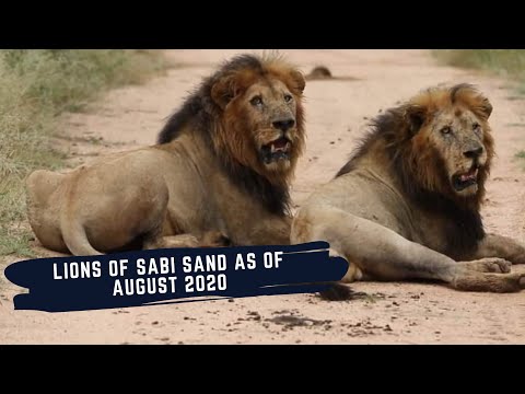 LION DYNAMICS IN SABI SANDS - AUGUST 2020 UPDATE - Birminghams - Othawa Male - Matimba - Avocas