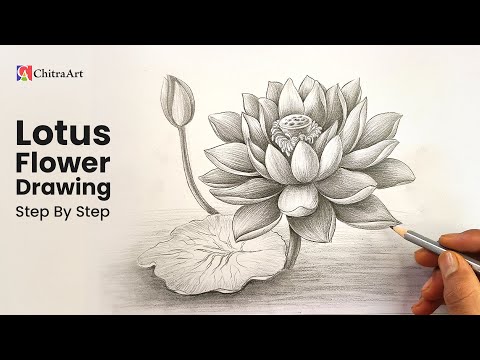 How To Draw Realistic Lotus Flower