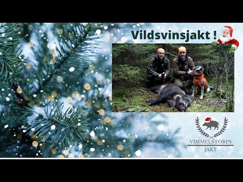 Vildsvinsjakt ! Wild boar Hunting
