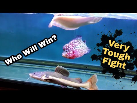 dramatic fight between Flowerhorn vs Redtail catfish 🤜🤛👊!