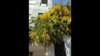 " Passa Por Mim "_Rei Tateishi