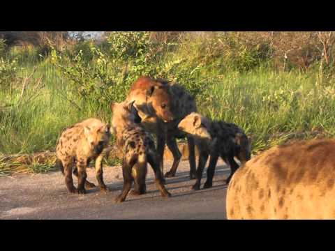 Hyaena escape snare. Wire still deeply cut around neck.