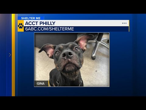 Shelter Me: Meet Gina, an adorable young pup looking for her forever home - YouTube